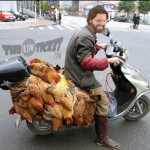 Gordo Likes Cock